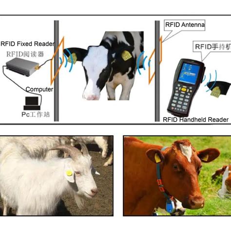 rfid livestock reader|sheep eid tag readers uk.